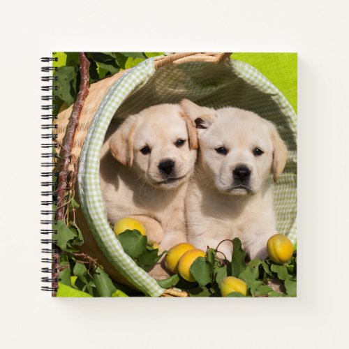 Yellow Labrador Retriever Puppies in a Basket Notebook