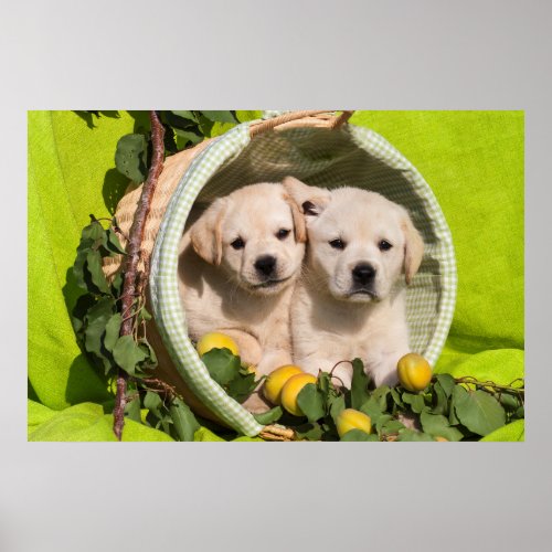 Yellow Labrador Retriever Puppies in a Basket Poster