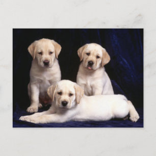 Yellow Labrador Retriever Puppy Dog Postcard
