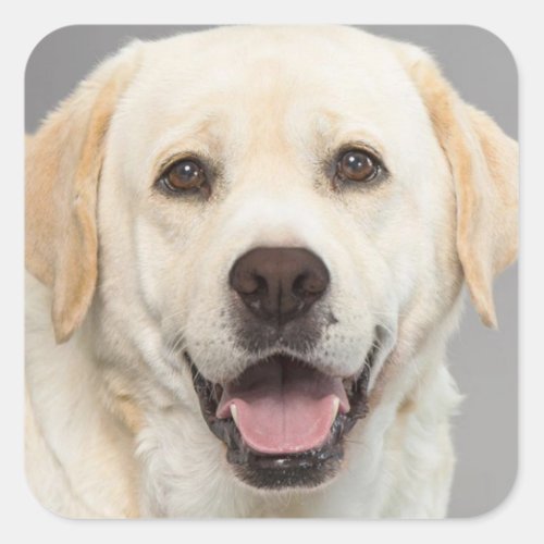 Yellow Labrador Retriever Puppy Dog Sticker