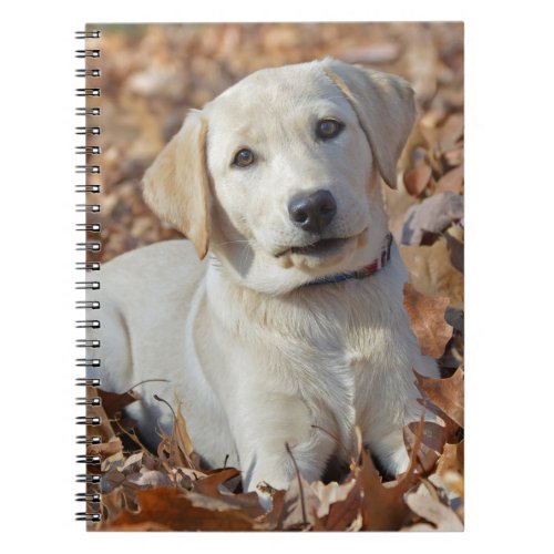 Yellow Labrador Retriever Puppy Notebook