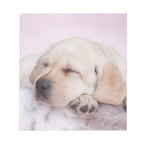 Yellow labrador retriever puppy notepad