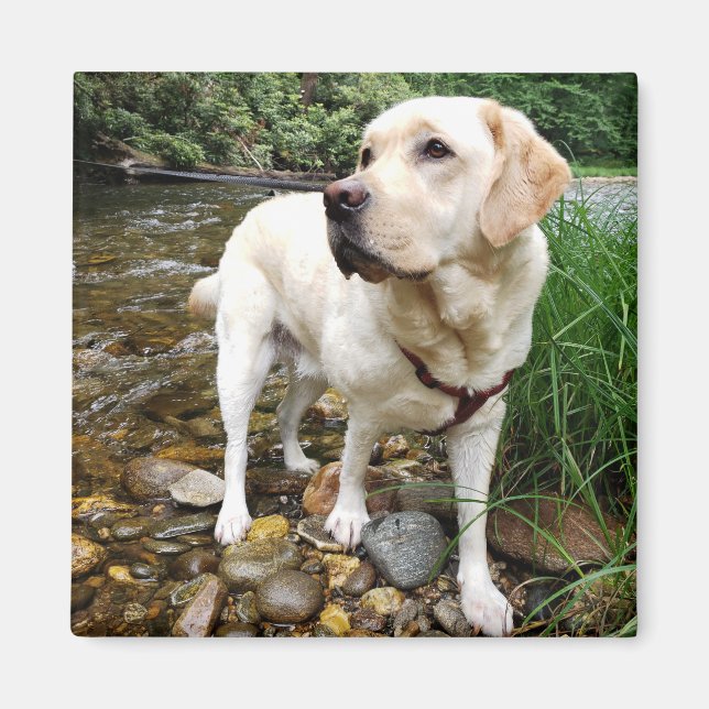 Yellow Labrador Retriever Stately Pose Magnet (Front)