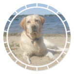 Yellow Labrador Retriever Stickers