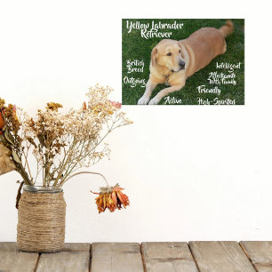 Yellow Labrador Retriever Traits Acrylic Wall Art