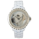 Yellow Labrador Retriever Watch