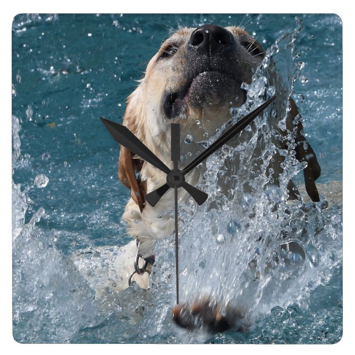 labrador retriever water