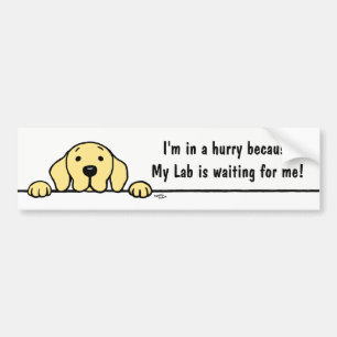 Yellow Labrador watching you Bumper Sticker