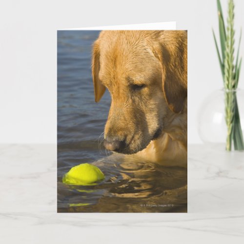 Yellow labrador with a tennis ball in the water card