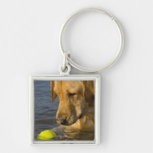 Yellow labrador with a tennis ball in the water keychain