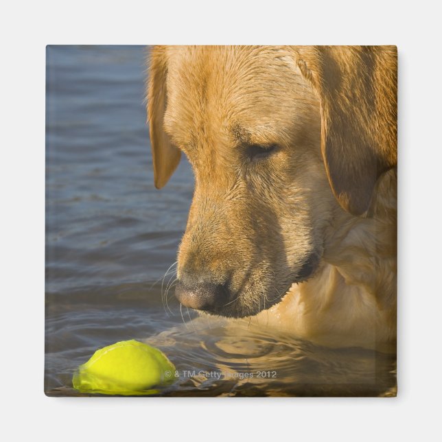 Yellow labrador with a tennis ball in the water magnet (Front)