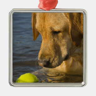 Yellow labrador with a tennis ball in the water metal ornament