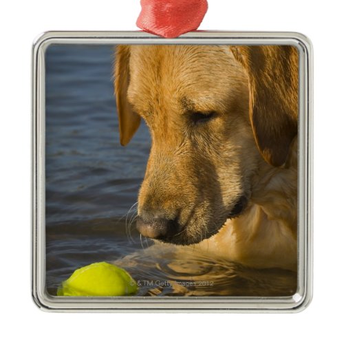 Yellow labrador with a tennis ball in the water metal ornament