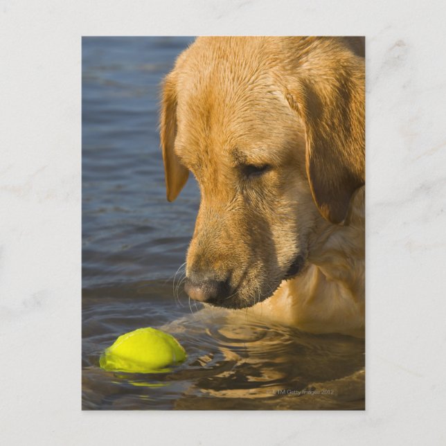 Yellow labrador with a tennis ball in the water postcard (Front)