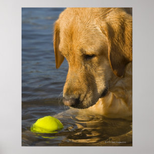 Yellow labrador with a tennis ball in the water poster