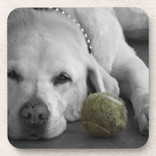 Yellow Labrador with old tennis ball Coaster (Front)