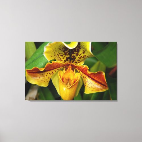 Yellow Ladyâs slipper orchid up close Canvas Print