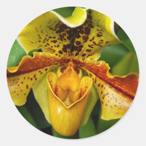 Yellow Ladys slipper orchid up close Classic Round Sticker