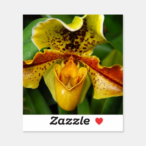 Yellow Ladyâs slipper orchid up close Sticker