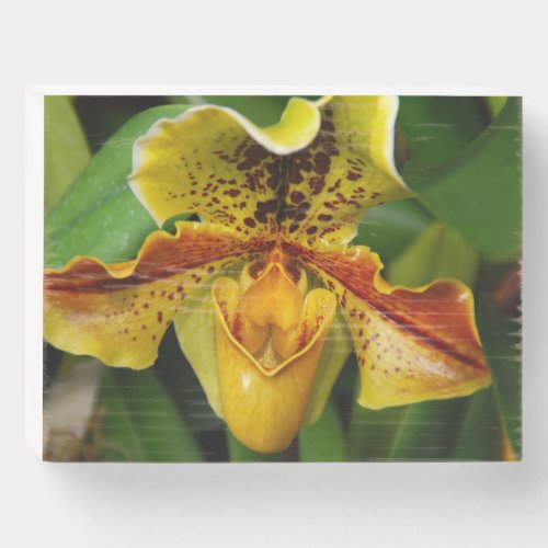 Yellow Ladys slipper orchid up close  Wooden Box Sign