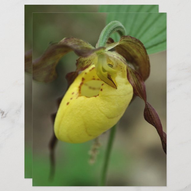 Yellow Lady Slipper Orchid Flower Scrapbook Paper  (Front/Back)