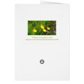 "YELLOW LADYSLIPPERS" /FLORAL PHOTOG (Back)