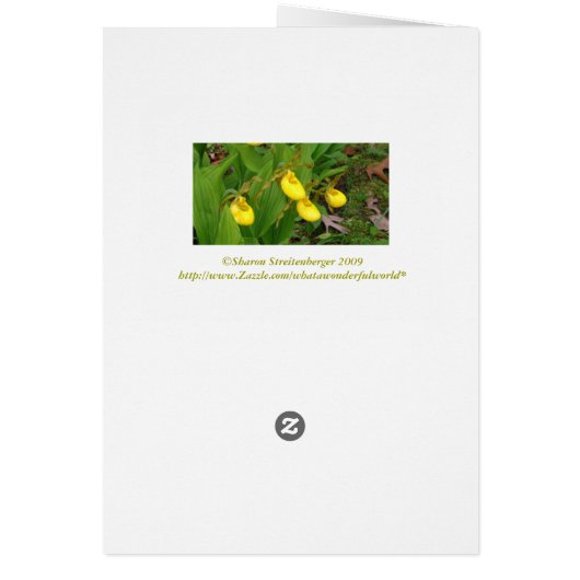 "YELLOW LADYSLIPPERS" /FLORAL PHOTOG (Back)