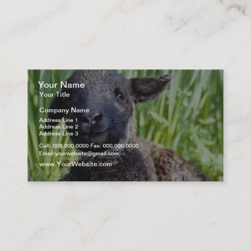 yellow Lamb in springtime, England flowers Business Card