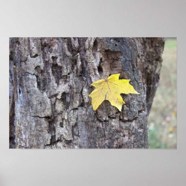 Yellow Leaf on Tree Poster (Front)