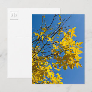 Yellow Leaves Ash Tree Fall Nature Photography Postcard