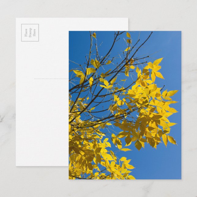 Yellow Leaves Ash Tree Fall Nature Photography Postcard (Front/Back)