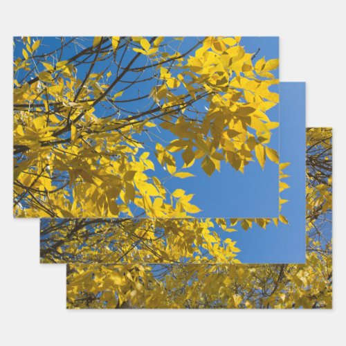 Yellow Leaves on Fall Ash Tree Nature Photography Wrapping Paper Sheets
