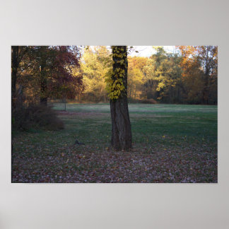 Yellow Leaves on Tree Poster