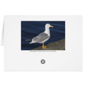 Yellow-Legged Gull Cards (Back Horizontal)