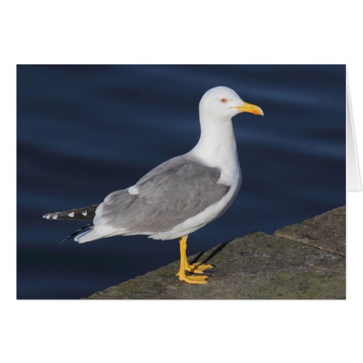 Yellow-Legged Gull Cards (Front Horizontal)