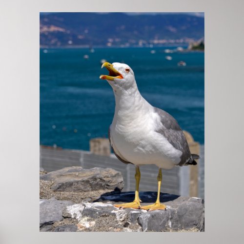 Yellow_legged Gull on rock  Poster