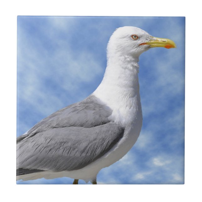 Yellow-legged Gull on rock Tile (Front)