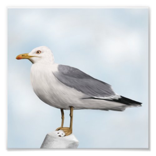 Yellow_Legged Sea Gull Photo Print