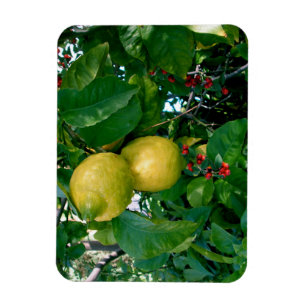 Yellow Lemons with Red Berries Magnet