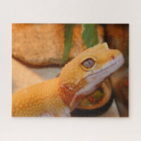 Yellow Leopard Gecko