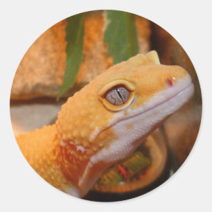 Yellow Leopard Gecko Lizard Classic Round Sticker