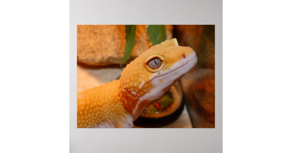 Yellow Leopard Gecko Lizard Poster | Zazzle