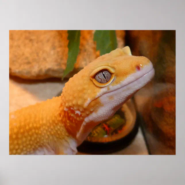 Yellow Leopard Gecko Lizard Poster | Zazzle