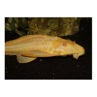 Yellow Leopard Sailfin Pleco Poster