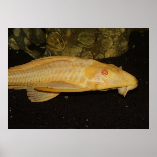 Yellow Leopard Sailfin Pleco Poster