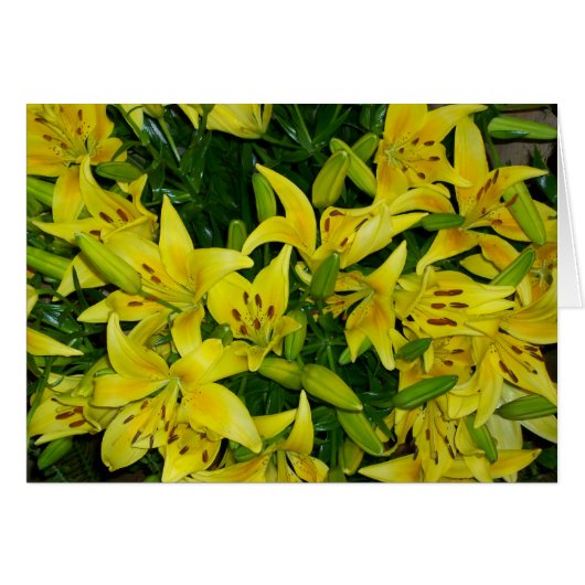 YELLOW LILLIES CARDS (Front Horizontal)