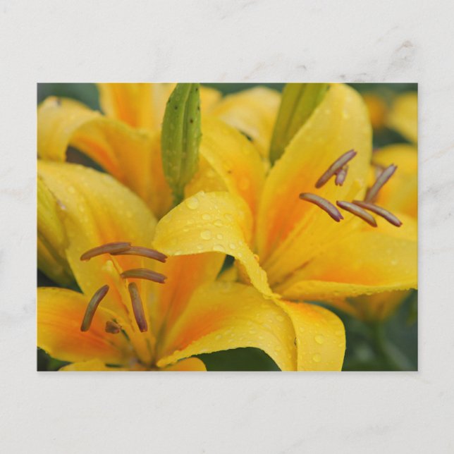Yellow lillies postcard (Front)