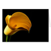 Yellow Lilly (Front Horizontal)