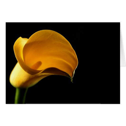 Yellow Lilly Cards (Front Horizontal)