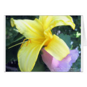 Yellow Lily (Front Horizontal)